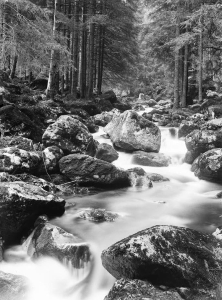 Bach im Wald, zwischen 1895 und 1910