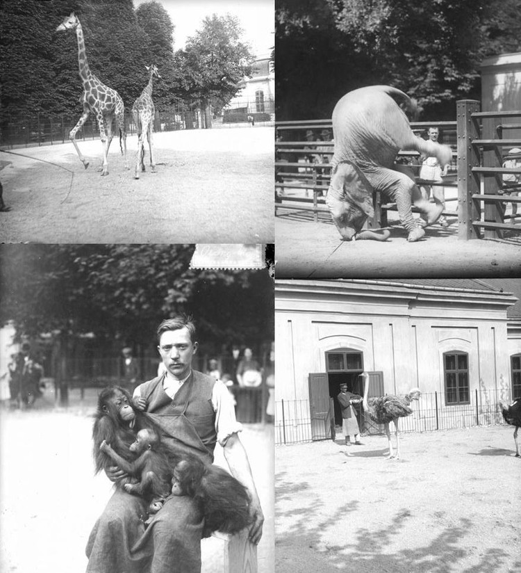 Der Wiener Tierpark Schönbrunn um 1910