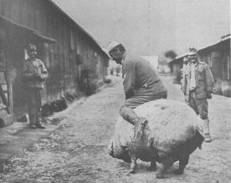 Soldat reitet auf einem Schwein