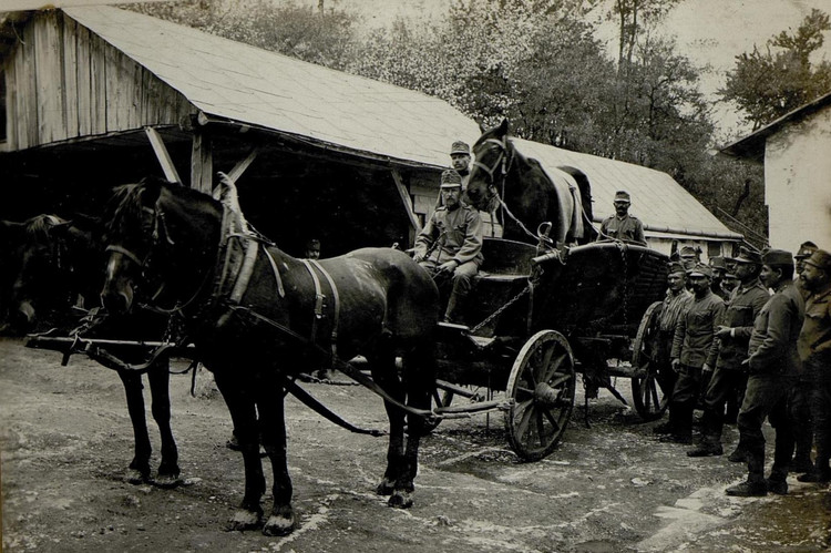 Marodes Pferd am Transport